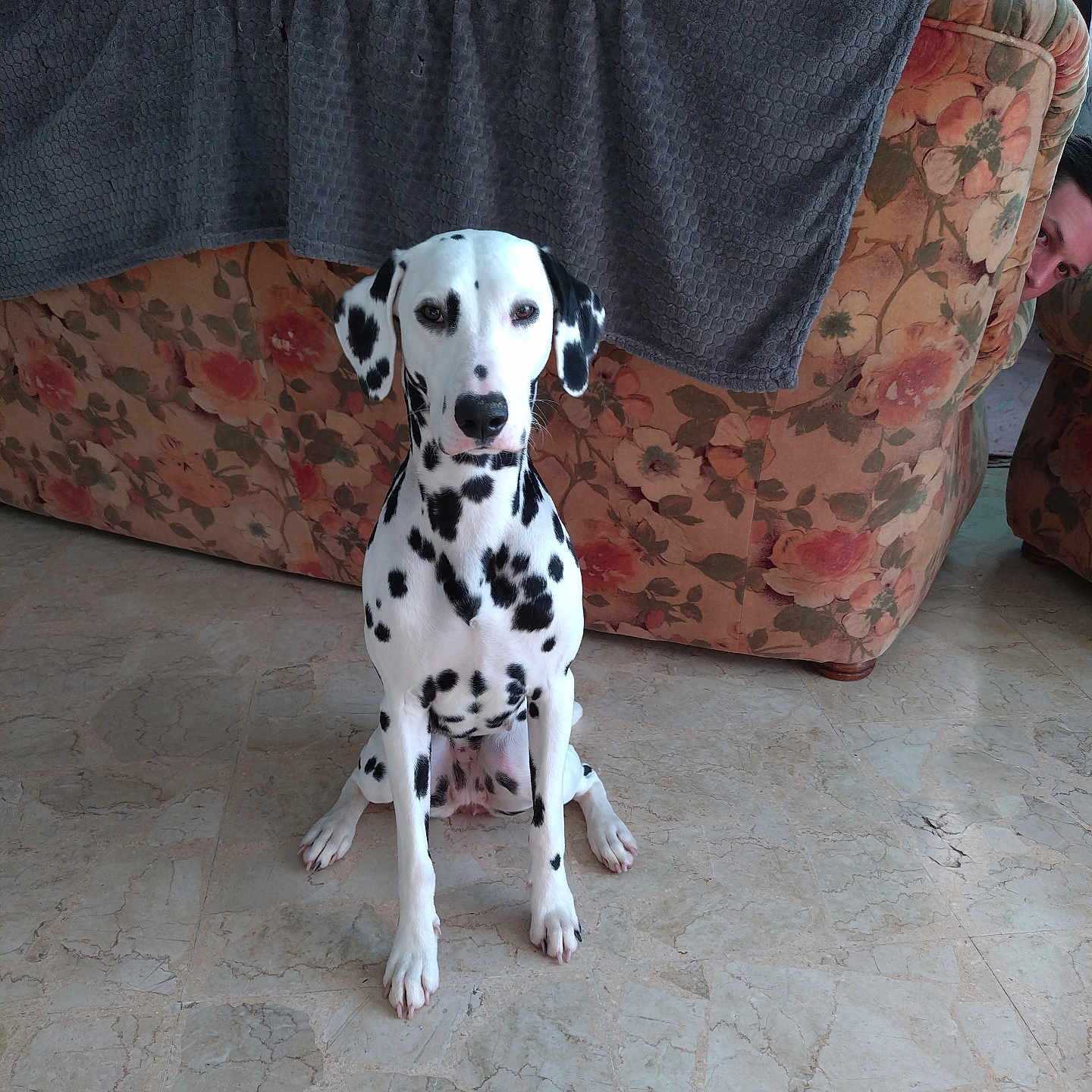 Lilith a rejoint le concours — aidez-le/la à gagner de superbes lots ! animal, architecture, building, canine, clothing, couch, dalmatian, dog, face, footwear, furniture, head, homedecor, indoors, livingroom, person, pet, puppy, room, shoe