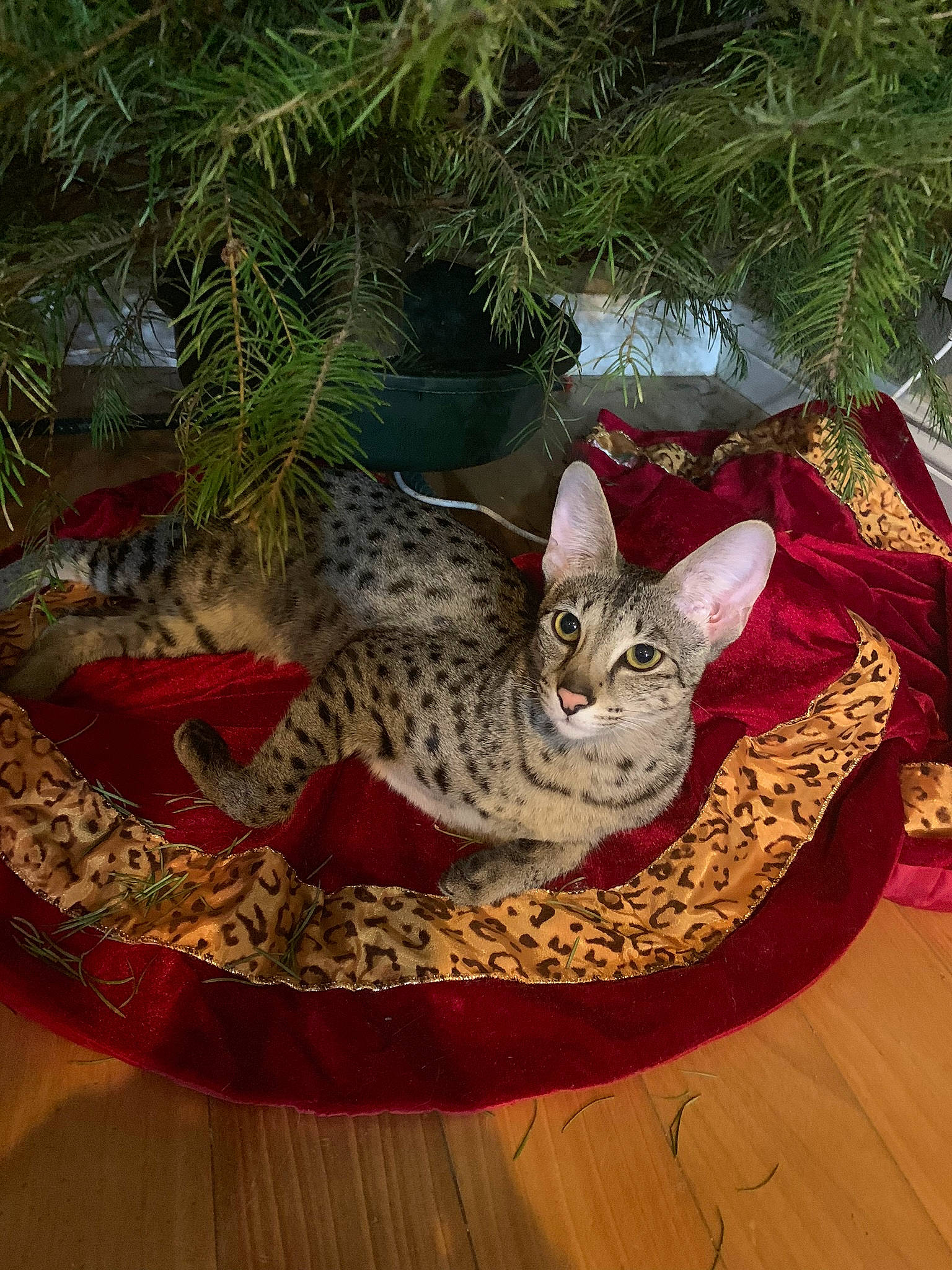 Euro joined the competition — help win amazing prizes! carnivore, cat, christmas, christmas_decoration, collar, conifer, domestic_short_haired_cat, felidae, fir, fur, holiday, pet_supply, pine, pine_family, small_to_medium_sized_cats, snout, tabby_cat, tail, vertebrate, whiskers