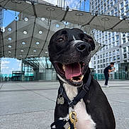 Floki participe au concours pour gagner de l'argent avec cette photo : dog, black_and_white, leash, urban, plaza, modern_architecture, canopy, sky, person, outdoor, happy, panting, collar, tags, concrete, daytime, buildings, open_mouth, tongue, pet