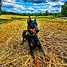 Tiny joined the competition — help win amazing prizes! dog, doberman, hay, field, outdoor, sky, clouds, grass, nature, animal, canine, pet, alert, sunlight, landscape, summer, greenery, ears_up, collar, resting