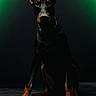 Tiny joined the competition — help win amazing prizes! dog, doberman, pet, animal, portrait, studio, black, tan, ears, sitting, canine, domestic_animal, floor, collar, watchful, alert, indoor, shadow, green_light, dark_background