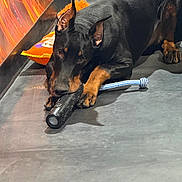 Tiny joined the competition — help win amazing prizes! doberman, dog, pet, animal, toy, chewing, floor, indoor, orange_pillow, black_coat, ears, paws, focused, content, lying_down, playful, domestic, companion, cute, relaxed