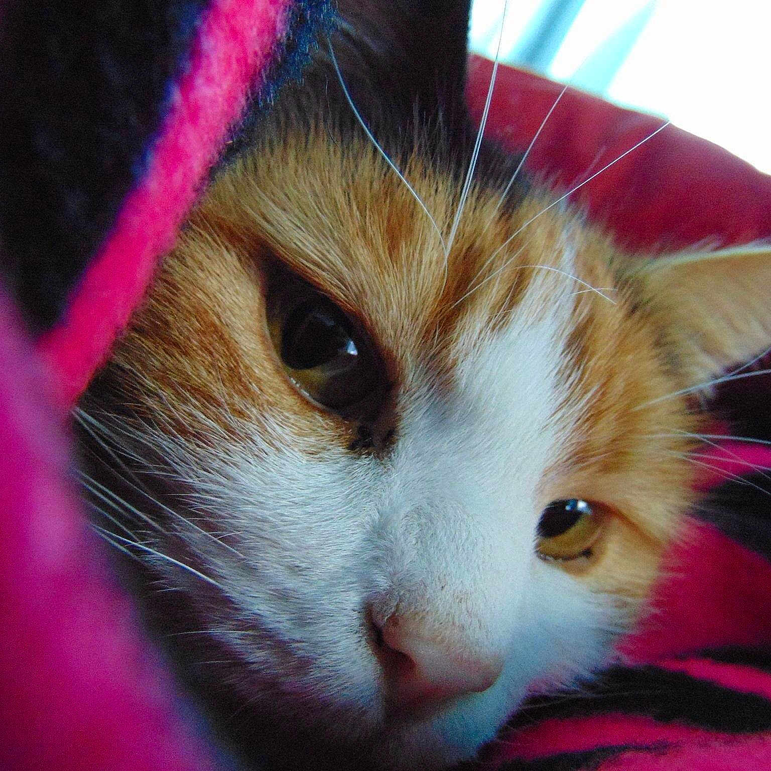 Cally