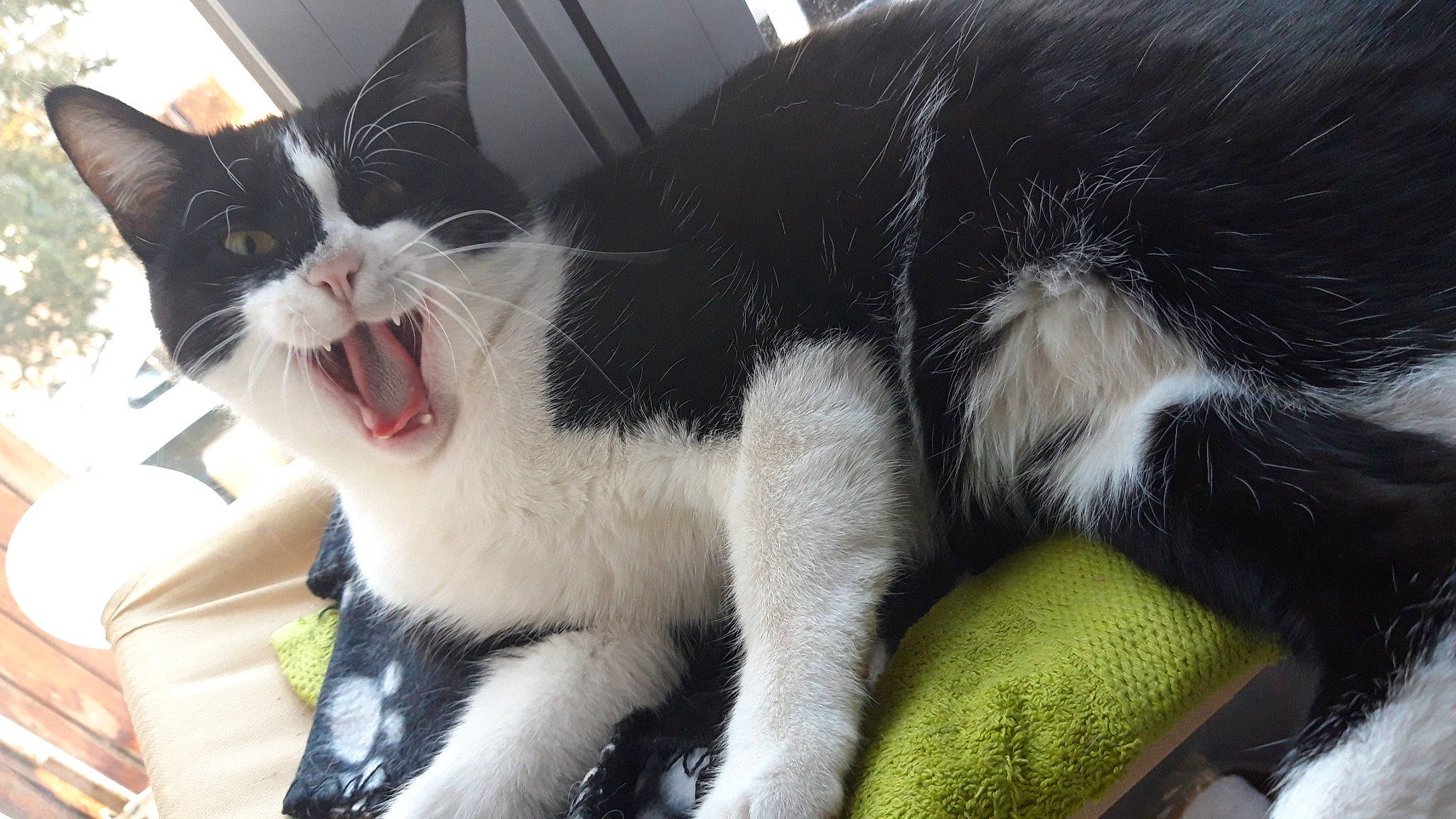 Usy a rejoint le concours — aidez-le/la à gagner de superbes lots ! carnivore, cat, claw, domestic_short_haired_cat, fang, felidae, foot, fur, paw, small_to_medium_sized_cats, snout, tail, terrestrial_animal, whiskers, yawn