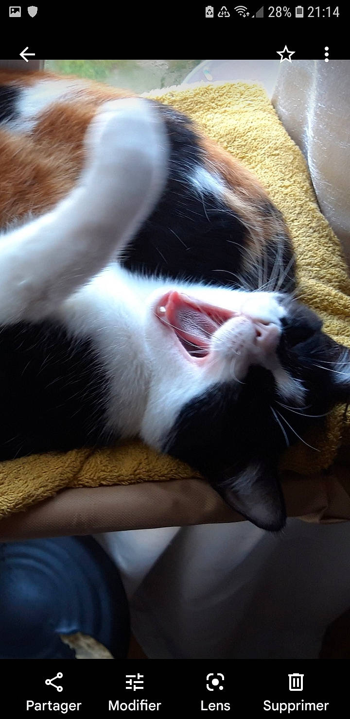 Usy participe au concours pour gagner de l'argent avec cette photo : canidae, carnivore, cat, claw, close_up, comfort, dog_breed, domestic_short_haired_cat, felidae, fur, nap, paw, small_to_medium_sized_cats, snout, sporting_group, tail, whiskers