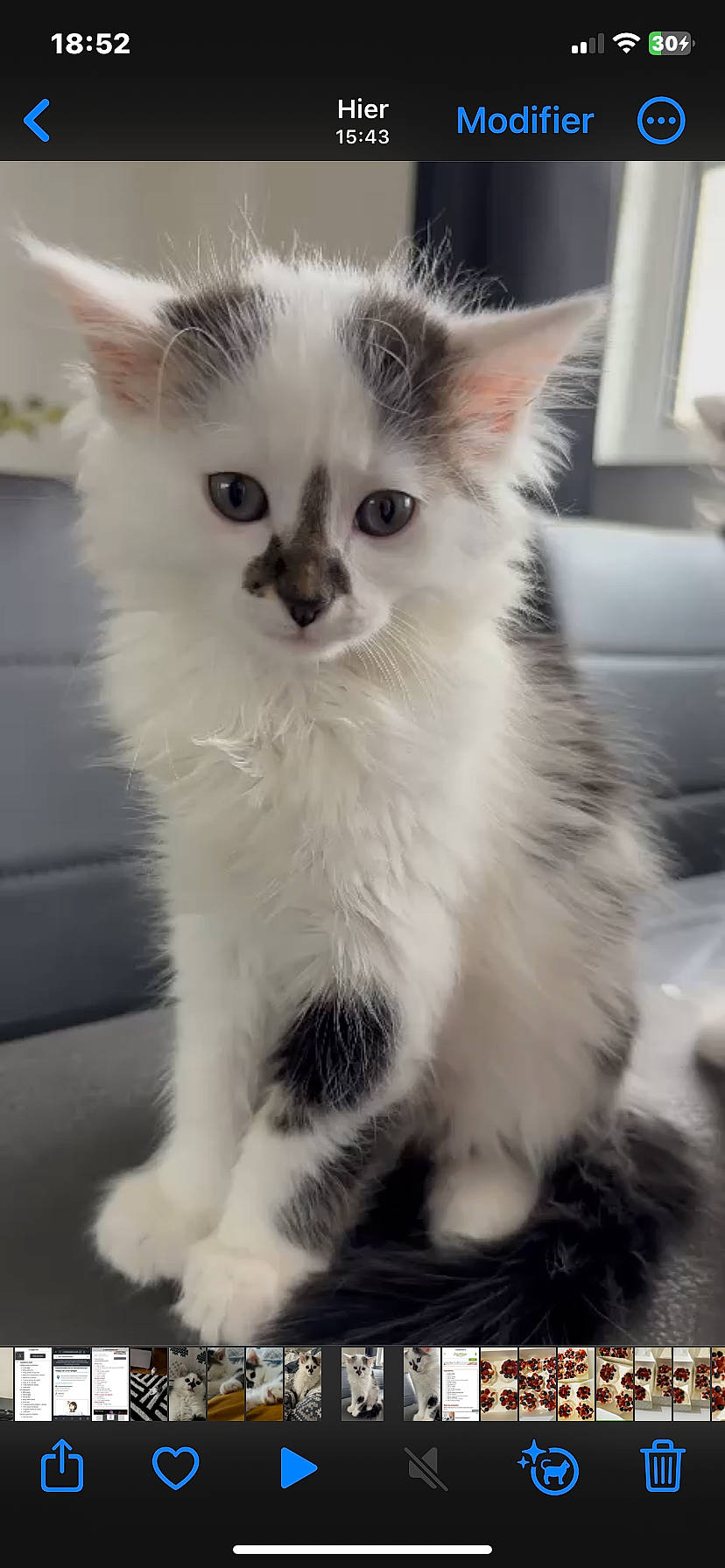 Diva participe au concours pour gagner de l'argent avec cette photo : carnivore, cat, claw, domestic_short_haired_cat, fawn, felidae, fur, iris, paw, small_to_medium_sized_cats, snout, tail, terrestrial_animal, whiskers