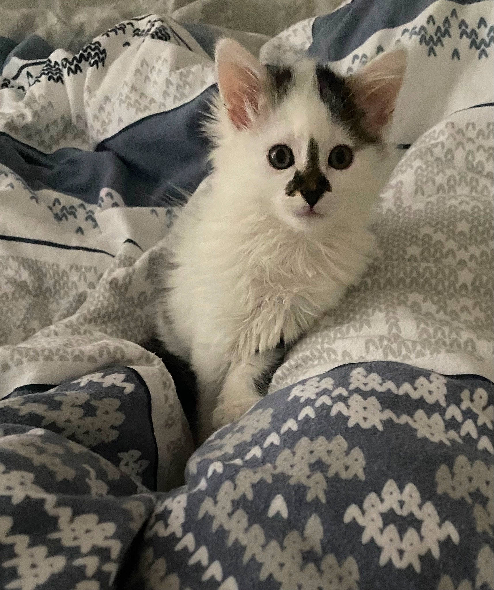 Diva a rejoint le concours — aidez-le/la à gagner de superbes lots ! carnivore, cat, cat_bed, comfort, domestic_short_haired_cat, felidae, foot, fur, linens, nap, pattern, paw, sitting, small_to_medium_sized_cats, snout, square, tail, whiskers