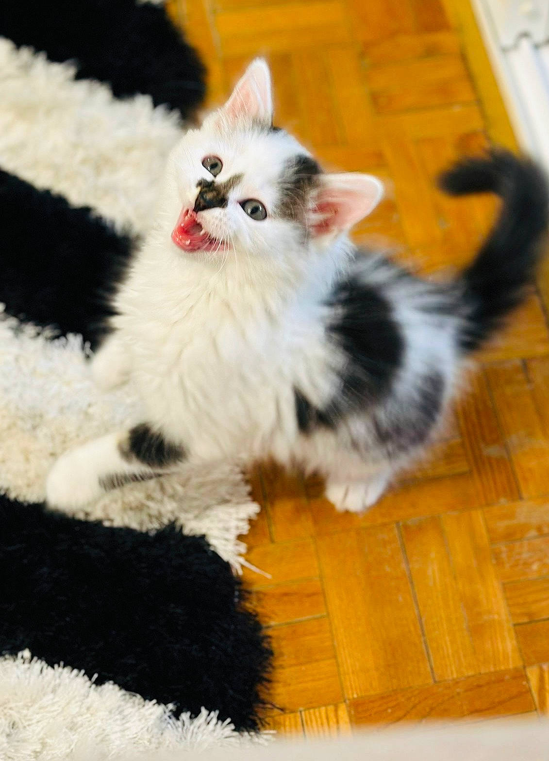 Diva participe au concours pour gagner de l'argent avec cette photo : carnivore, cat, cat_toy, claw, companion_dog, domestic_short_haired_cat, fawn, felidae, floor, flooring, fur, hardwood, laminate_flooring, paw, small_to_medium_sized_cats, snout, tail, tile_flooring, whiskers, wood