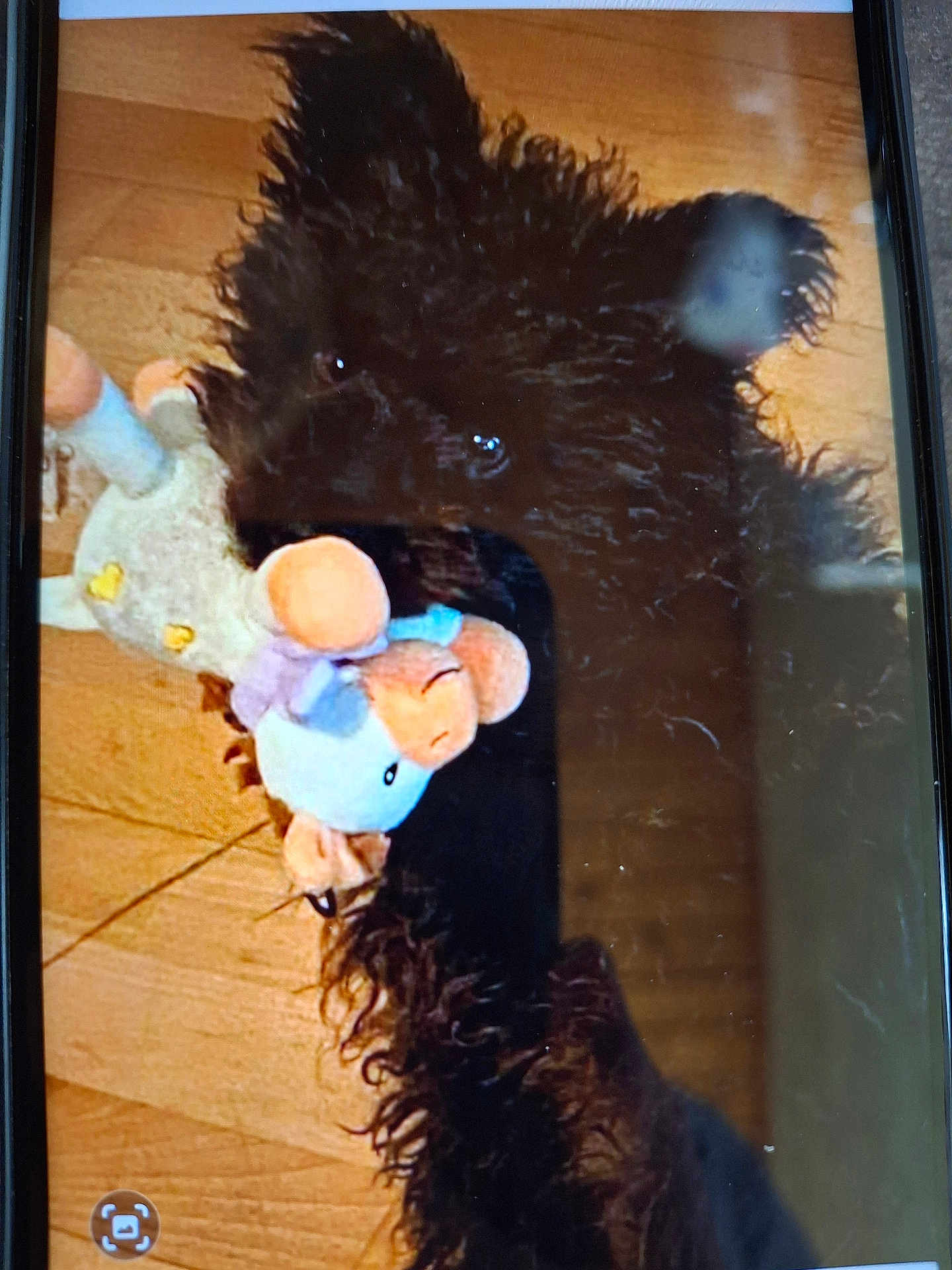 Doudou participe au concours pour gagner de l'argent avec cette photo : dog, black_dog, curly_hair, plush_toy, toy, wooden_floor, pet, animal, indoor, playful, cute, fur, mouth, pet_toy, domestic_animal, companion, canine, standing, close_up, reflection
