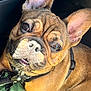 Koda is registered to the contest to win money with this photo: dog, french_bulldog, pet, close_up, brown_dog, ears, harness, blanket, animal, canine, cute, indoors, portrait, face, whiskers, fur, sleepy, resting, domestic_animal, companion
