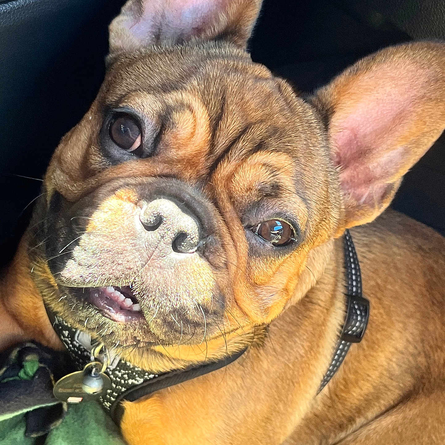 Koda is registered to the contest to win money with this photo: animal, blanket, brown_dog, canine, close_up, companion, cute, dog, domestic_animal, ears, face, french_bulldog, fur, harness, indoors, pet, portrait, resting, sleepy, whiskers