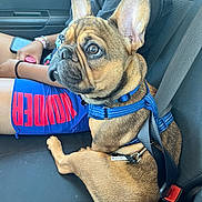 Koda is registered to the contest to win money with this photo: dog, french_bulldog, car, seatbelt, blue_harness, pet, animal, person, shorts, text_on_shorts, car_seat, side_view, alert, brown_fur, ears, sitting, human_arm, bracelet, casual_clothing, travel