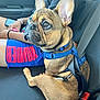 dog, french_bulldog, car, seatbelt, blue_harness, pet, animal, person, shorts, text_on_shorts, car_seat, side_view, alert, brown_fur, ears, sitting, human_arm, bracelet, casual_clothing, travel