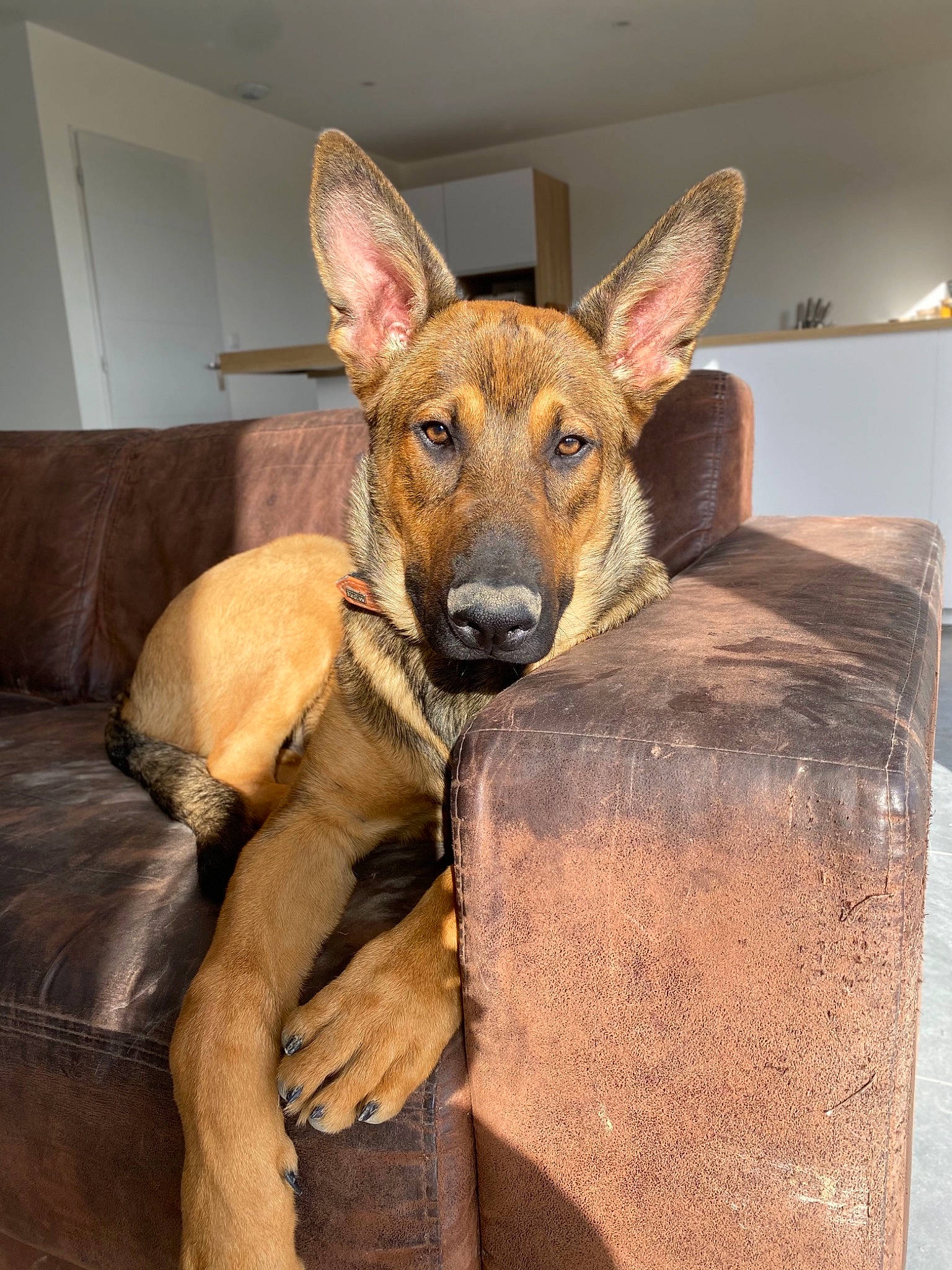Stan a rejoint le concours — aidez-le/la à gagner de superbes lots ! canidae, carnivore, comfort, companion_dog, couch, dog, dog_breed, ear, fawn, fur, liver, snout, sporting_group, terrestrial_animal, whiskers, wood, working_animal