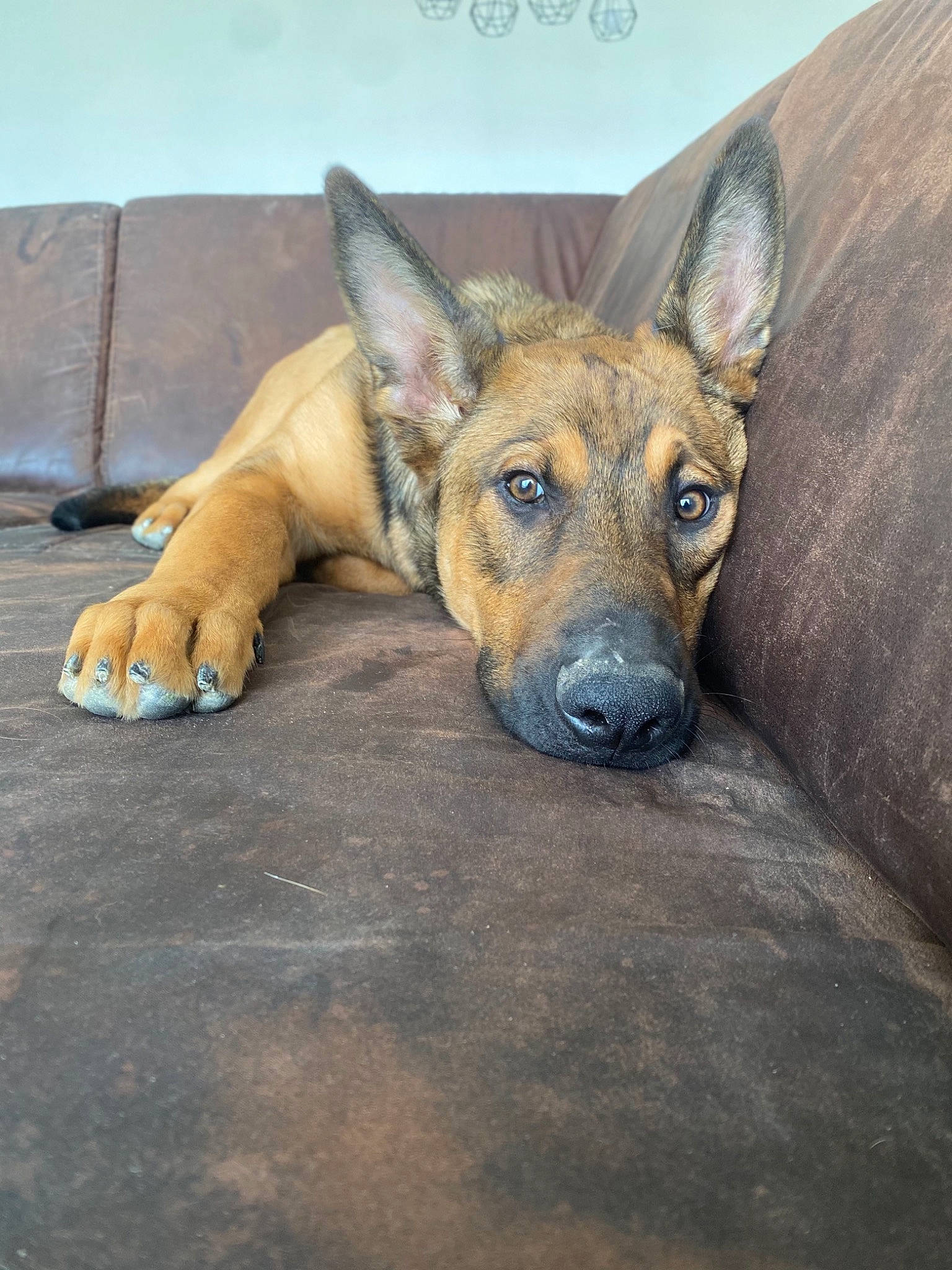 Stan participe au concours pour gagner de l'argent avec cette photo : ancient_dog_breeds, canidae, carnivore, comfort, companion_dog, dog, dog_breed, ear, fawn, flooring, fur, herding_dog, paw, snout, sporting_group, street_dog, terrestrial_animal, whiskers, working_animal, working_dog