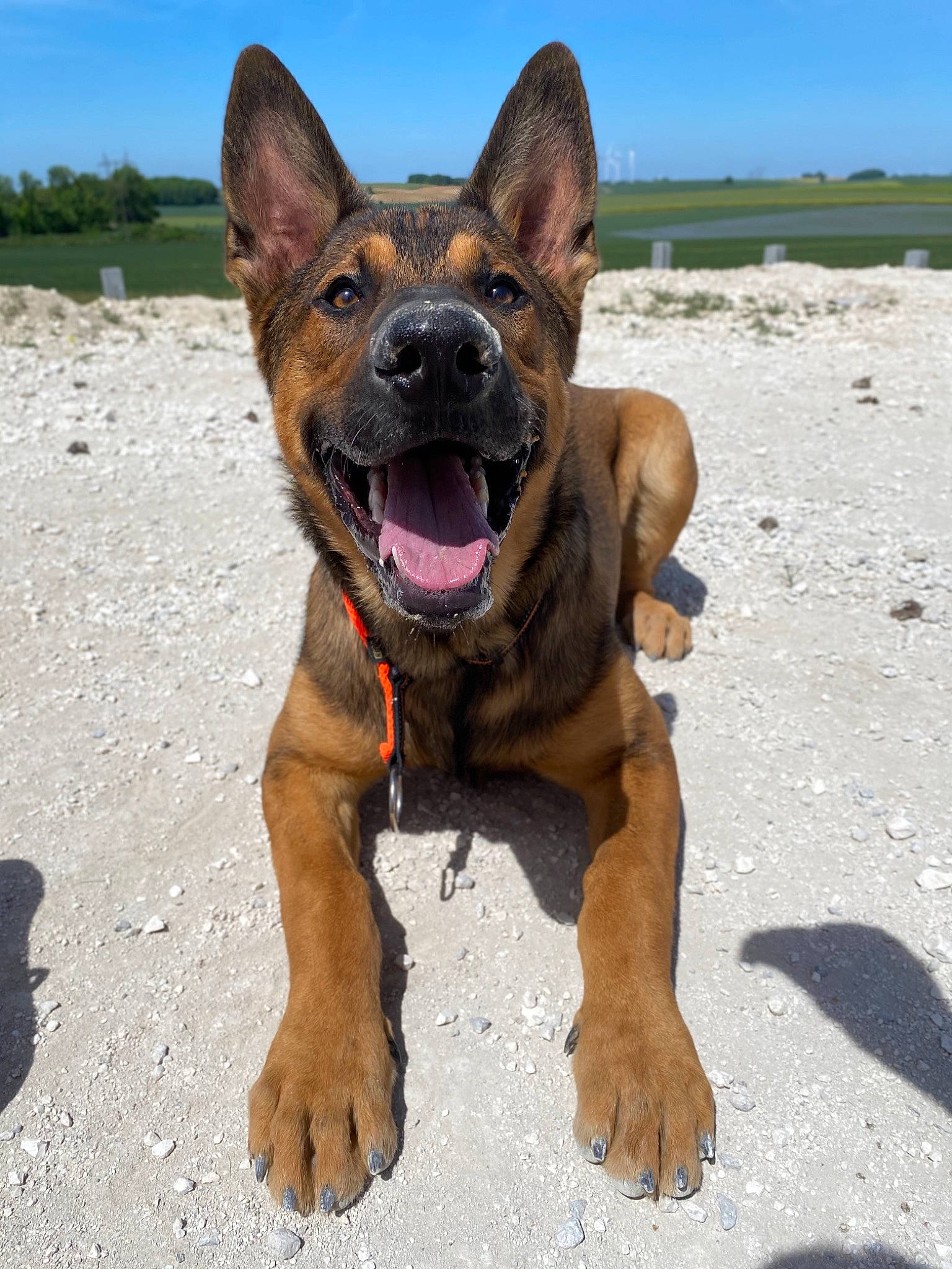 Stan a rejoint le concours — aidez-le/la à gagner de superbes lots ! canidae, carnivore, companion_dog, dog, dog_breed, fawn, guard_dog, herding_dog, hunting_dog, landscape, paw, plant, sky, snout, sporting_group, working_animal, working_dog