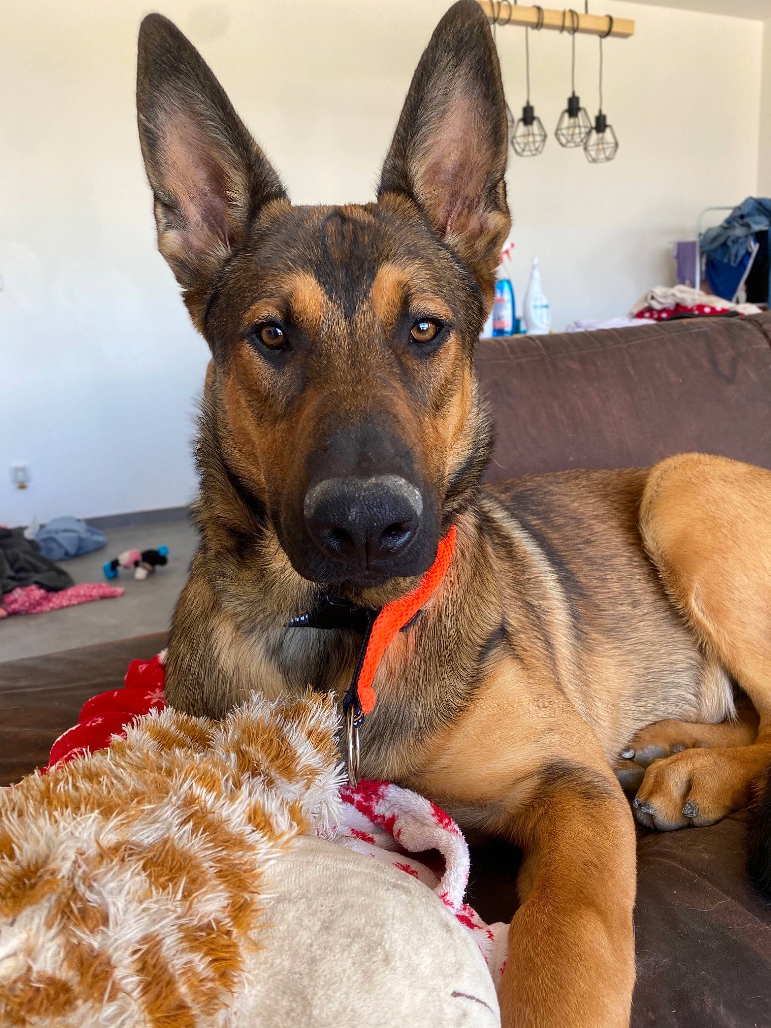 Stan a rejoint le concours — aidez-le/la à gagner de superbes lots ! canidae, carnivore, collar, companion_dog, dog, dog_breed, dog_supply, ear, eye, fawn, german_shepherd_dog, head, herding_dog, old_german_shepherd_dog, pet_supply, sharing, snout, sporting_group, working_animal, working_dog