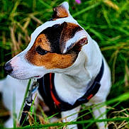 Usher participe au concours pour gagner de l'argent avec cette photo : accessories, animal, appenzeller, beagle, canine, chihuahua, collar, dog, grass, harness, hound, leash, pet, plant, pointer, puppy, snout, strap, terrier, whitedog