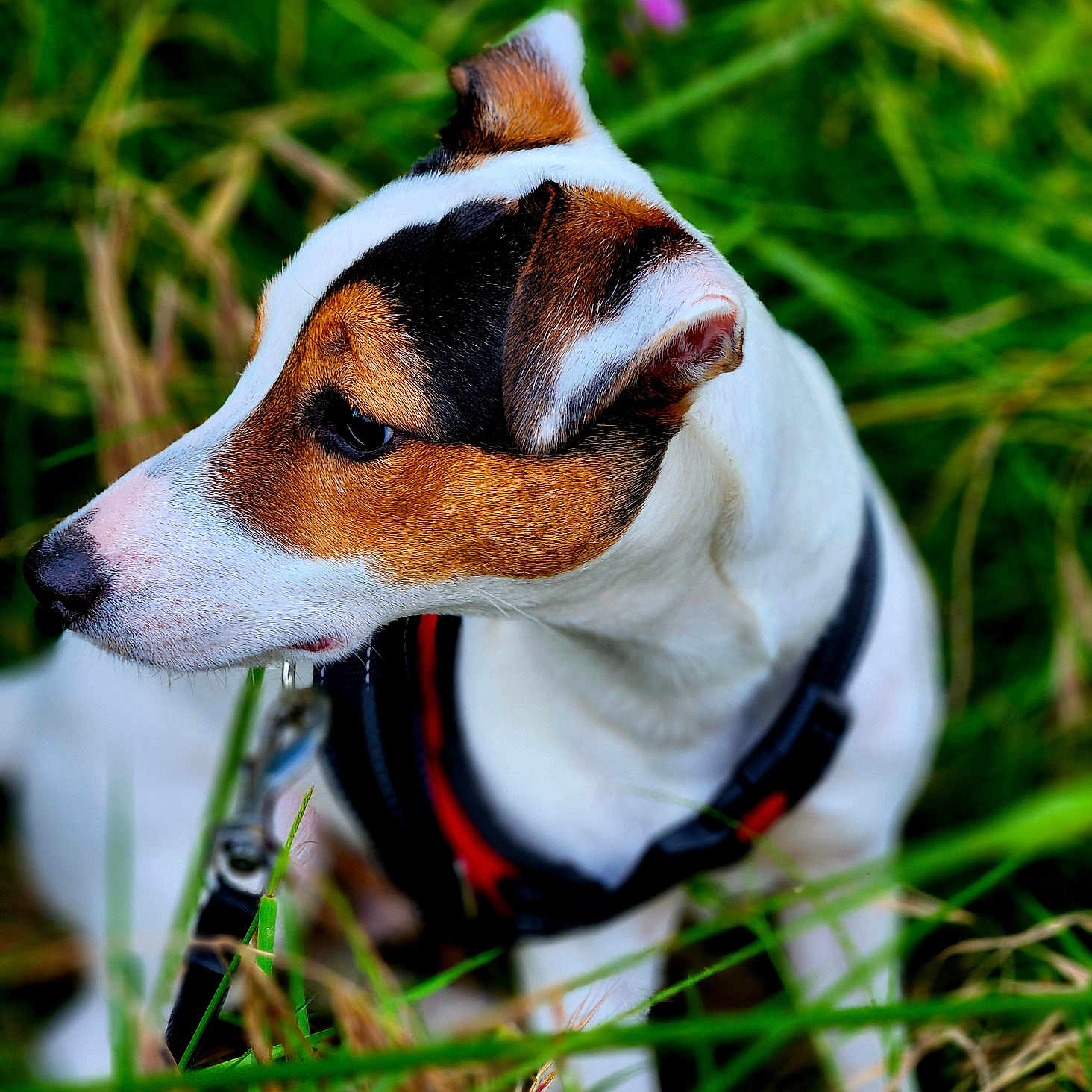 Usher participe au concours pour gagner de l'argent avec cette photo : accessories, animal, appenzeller, beagle, canine, chihuahua, collar, dog, grass, harness, hound, leash, pet, plant, pointer, puppy, snout, strap, terrier, whitedog