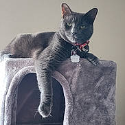 Grayce Girl is registered to the contest to win money with this photo: animal, calm, cat, cat_house, collar, cozy, cute, domestic_animal, feline, fur, gray_cat, indoor, looking, paw, pet, plush, portrait, relaxed, resting, tags
