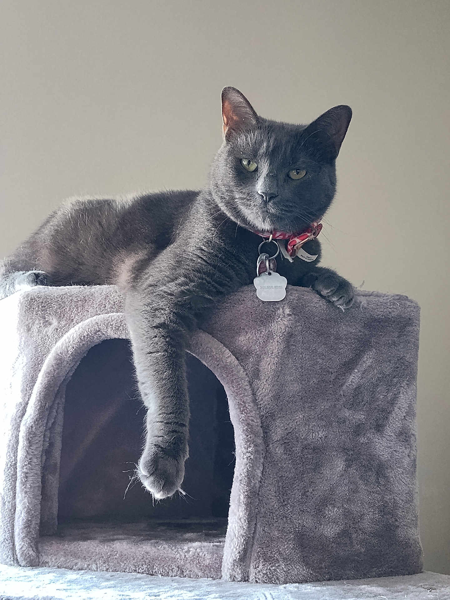 Grayce Girl is registered to the contest to win money with this photo: animal, calm, cat, cat_house, collar, cozy, cute, domestic_animal, feline, fur, gray_cat, indoor, looking, paw, pet, plush, portrait, relaxed, resting, tags