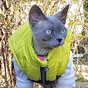 Teddy joined the competition — help win amazing prizes! animal, blue_eyes, blue_gray, cat, close_up, collar, ears, feline, fence, funny, garden, gray_cat, harness, outdoor, pet, portrait, sitting, sunlight, vest, whiskers