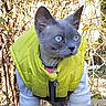 animal, blue_eyes, blue_gray, cat, close_up, collar, ears, feline, fence, funny, garden, gray_cat, harness, outdoor, pet, portrait, sitting, sunlight, vest, whiskers