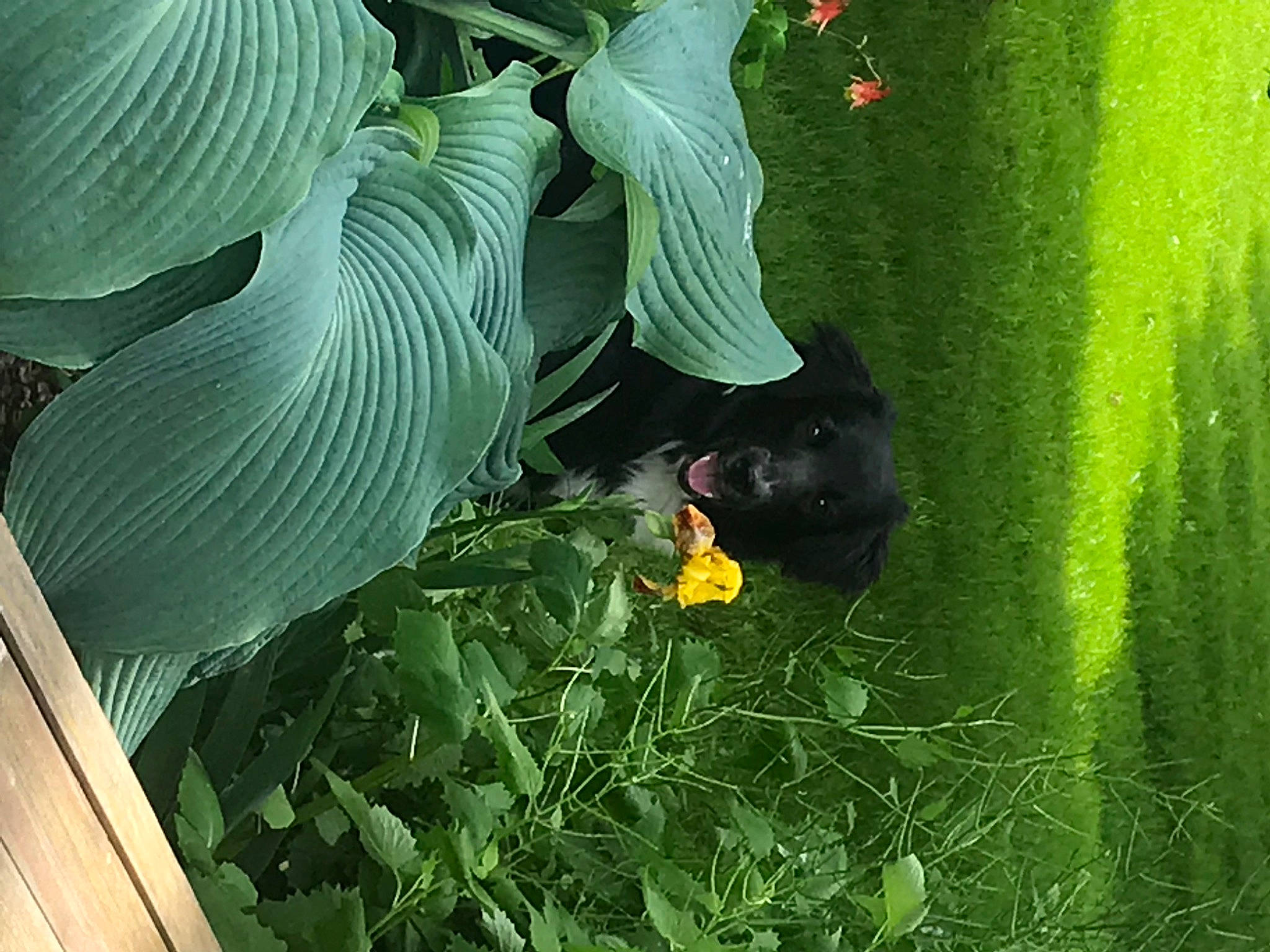 Murrie is registered to the contest to win money with this photo: adaptation, alismatales, anthurium, arum_family, flower, flowering_plant, grass, jungle, organism, people_in_nature, petal, plant, plant_stem, terrestrial_animal, terrestrial_plant, vegetation