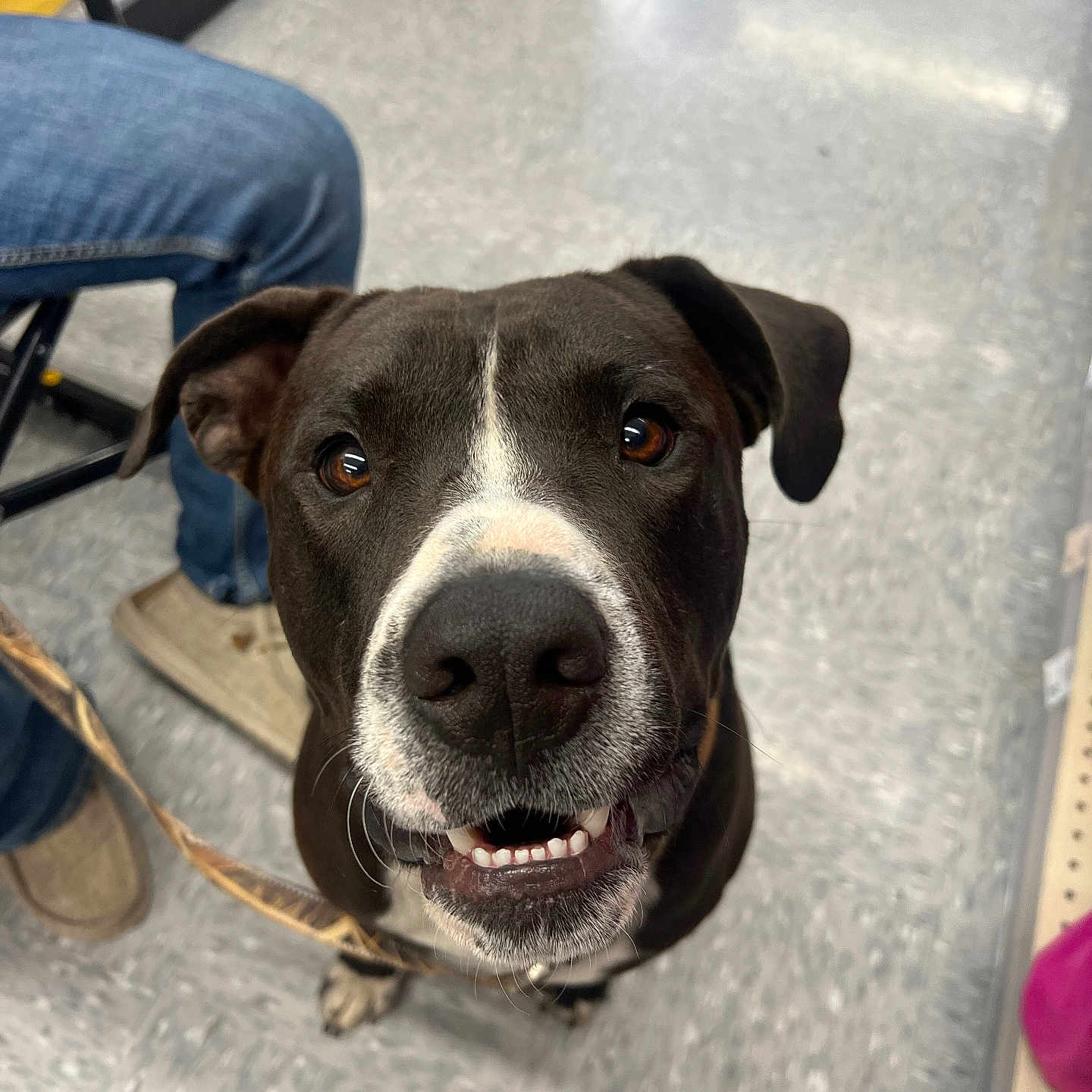 Rambo joined the competition — help win amazing prizes! accessories, adult, animal, bulldog, canine, clothing, dog, footwear, hound, labradorretriever, male, man, pants, person, pet, pitbull, pointer, puppy, shoe, strap