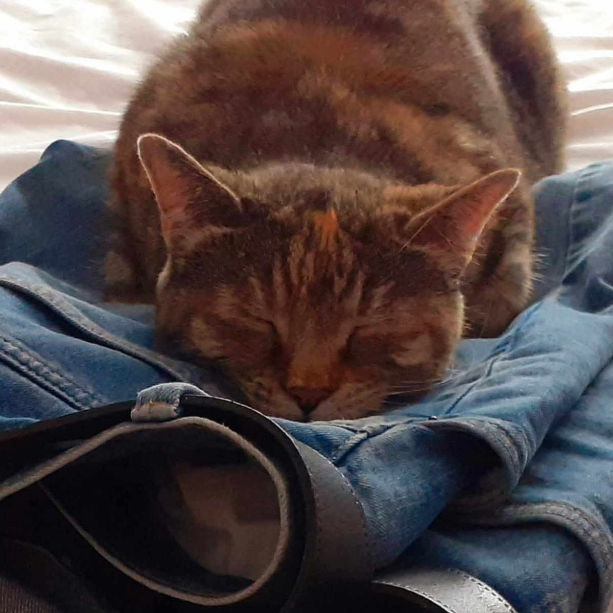 Cookie is registered to the contest to win money with this photo: animal, brown, cat, closeup, cozy, cute, denim, domestic, fabric, feline, fur, indoor, jeans, nap, pet, relaxing, rest, sleeping, soft, striped