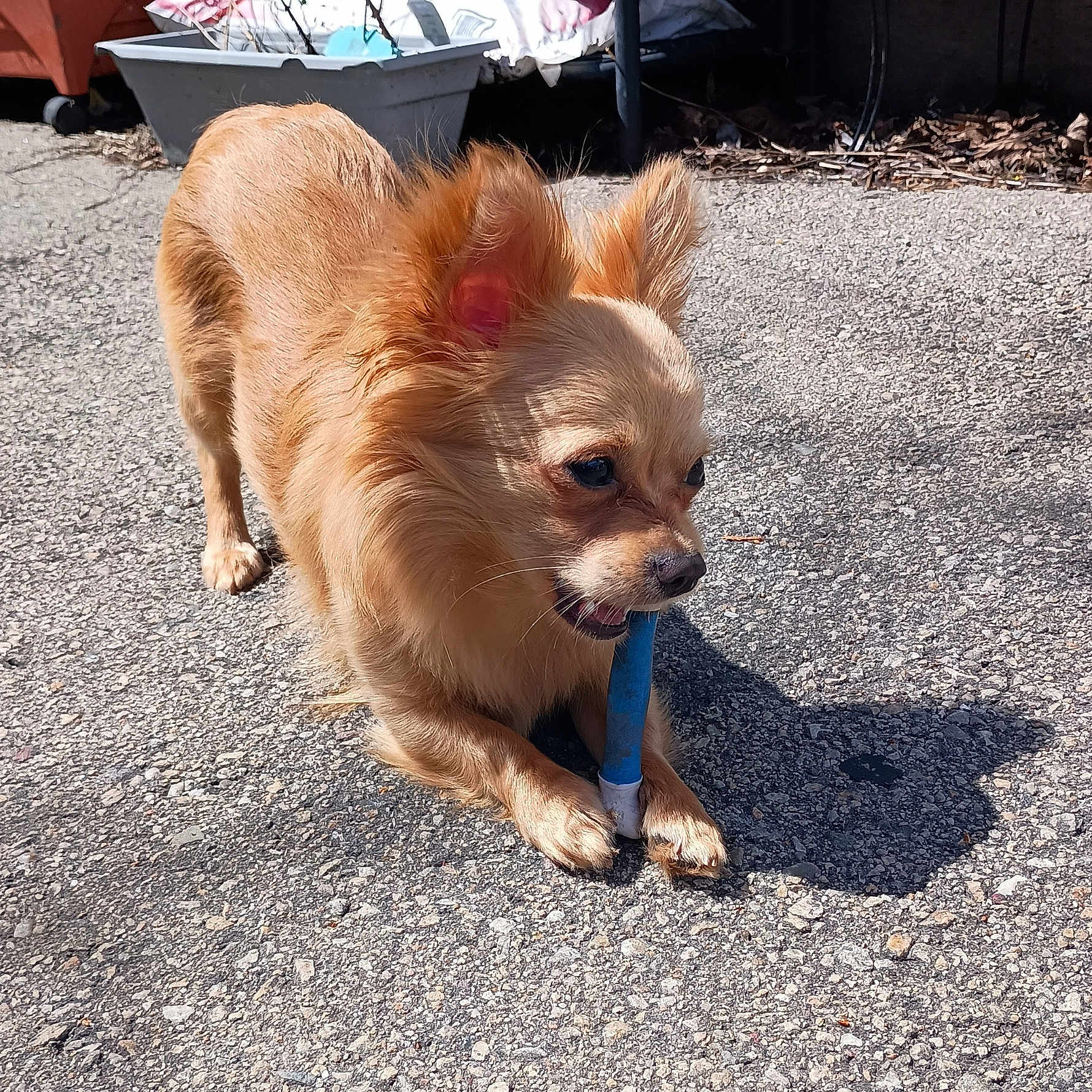 Loki is registered to the contest to win money with this photo: accessories, animal, canine, chihuahua, cockerspaniel, dog, goldenretriever, gravel, leash, papillon, path, pet, puppy, road, slate, soil, strap, summer, tarmac, terrier
