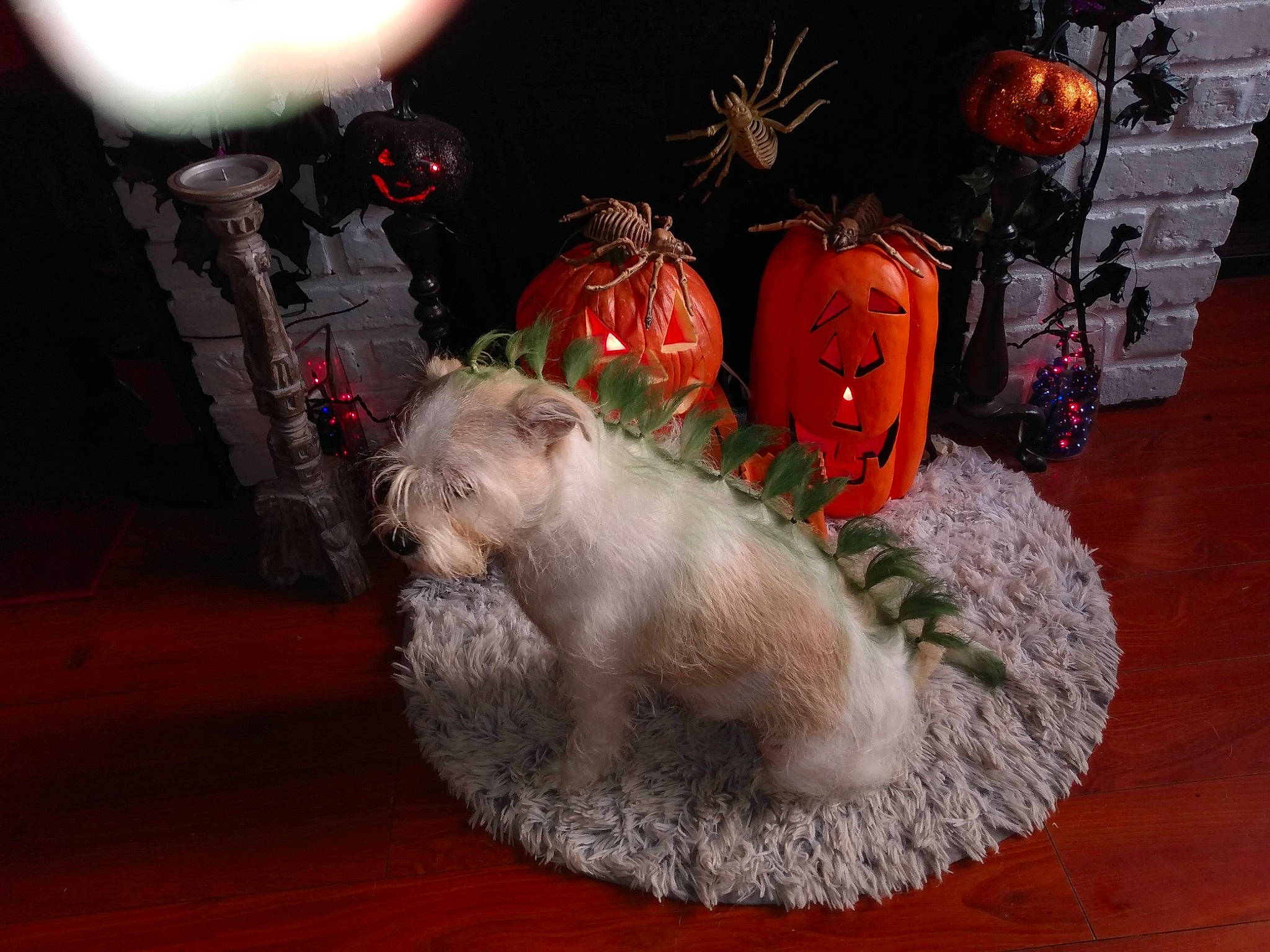 Tuukka is registered to the contest to win money with this photo: calabaza, carnivore, christmas, christmas_decoration, christmas_ornament, companion_dog, cucurbita, event, fawn, felidae, flooring, gourd, holiday, ornament, plant, pumpkin, small_to_medium_sized_cats, whiskers, winter_squash, wood
