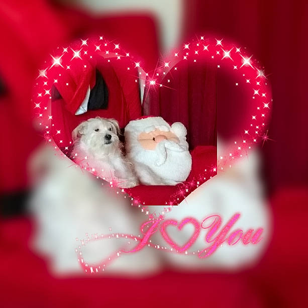 Tuukka is registered to the contest to win money with this photo: carmine, christmas, event, font, fur, happy, heart, holiday, love, magenta, pattern, petal, pink, red, souvenir, stuffed_toy, sweetness, textile, toy, whiskers
