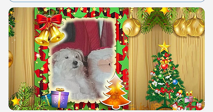 Tuukka joined the competition — help win amazing prizes! art, carnivore, christmas, christmas_decoration, christmas_eve, christmas_ornament, christmas_tree, companion_dog, decoration, dog, event, evergreen, fawn, green, holiday, holiday_ornament, interior_design, ornament, rectangle, wood