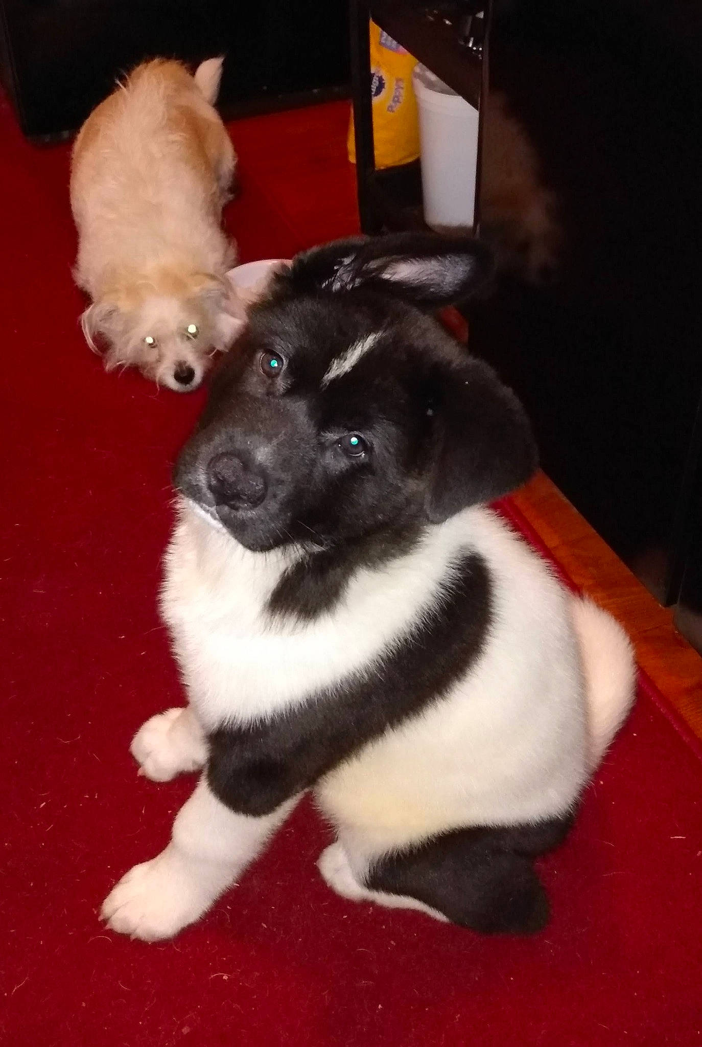 Bruin is registered to the contest to win money with this photo: canidae, carmine, carnivore, companion_dog, dog, dog_breed, dog_supply, fawn, felidae, flooring, fur, paw, pet_supply, puppy, snout, sporting_group, tail, toy_dog, whiskers, working_animal