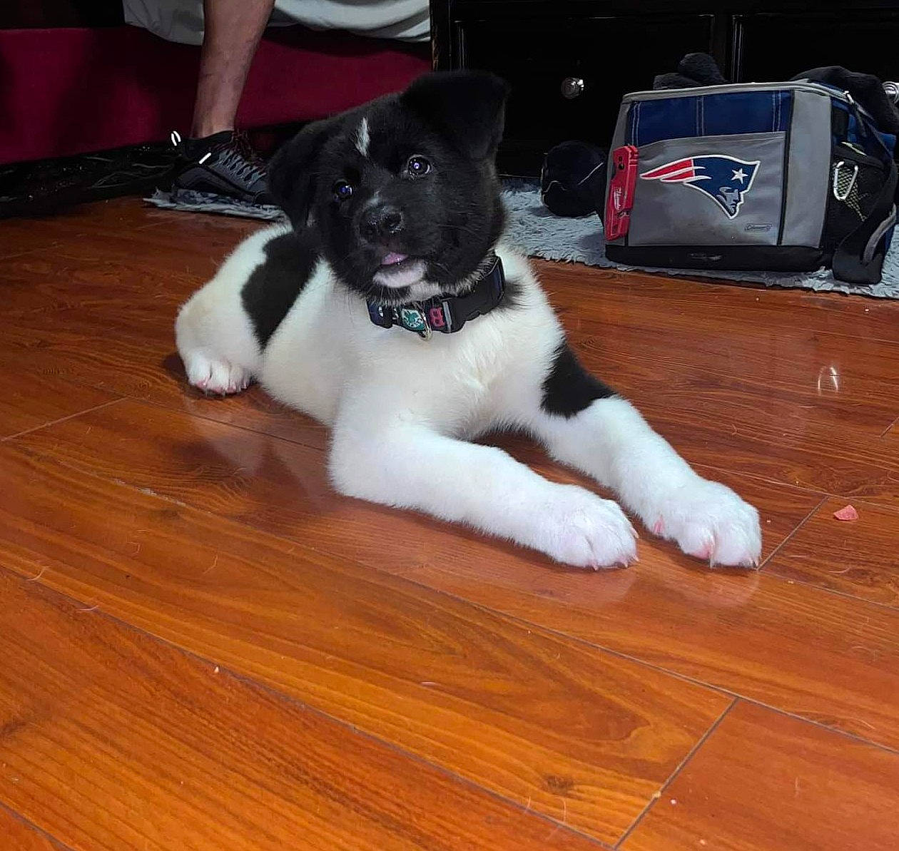 Bruin joined the competition — help win amazing prizes! carmine, carnivore, collar, companion_dog, dog, dog_breed, felidae, floor, flooring, fur, hardwood, laminate_flooring, office_supplies, small_to_medium_sized_cats, tail, varnish, whiskers, wood, wood_flooring, wood_stain