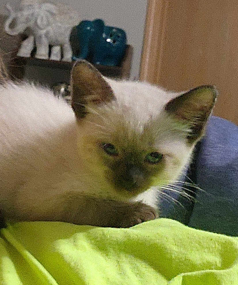 Belle