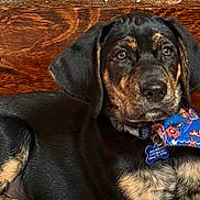 Ozzy joined the competition — help win amazing prizes! adorable, animal, bandana, black_and_tan, canine, close_up, collar, cute, dog, domestic_animal, fur, indoor, looking_away, pet_tag, portrait, puppy, resting, sitting, wooden_background, young_dog