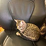 cat, kitten, tabby, pet, leather_chair, chair, indoor, sitting, curled_tail, stripes, whiskers, ears, fur, portrait, cozy, upholstery, home_interior, pillow, hardwood_floor, domestic