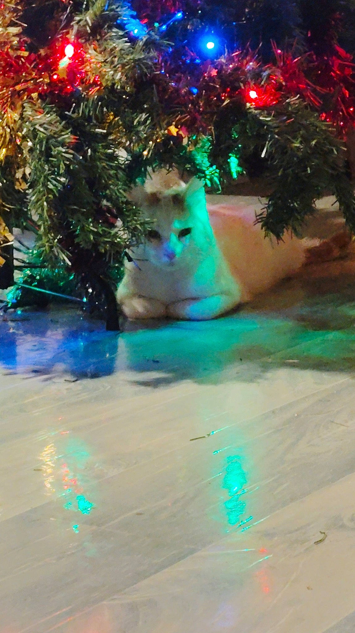 Popcorn participe au concours pour gagner de l'argent avec cette photo : carnivore, christmas_decoration, christmas_ornament, conifer, electric_blue, event, evergreen, fawn, felidae, flowerpot, holiday, leisure, light, nature, ornament, plant, small_to_medium_sized_cats, tail, tree, whiskers