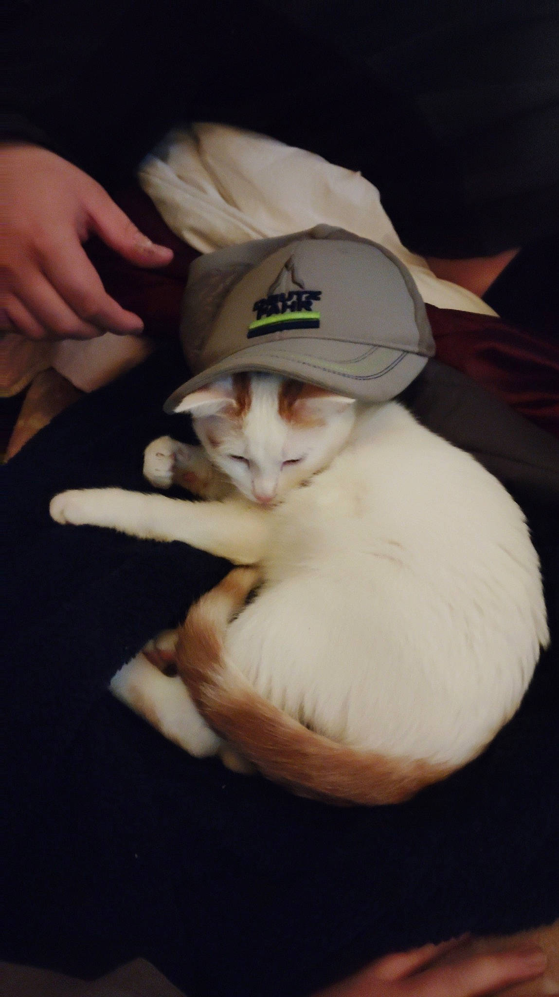 Popcorn participe au concours pour gagner de l'argent avec cette photo : canidae, carnivore, cat, claw, comfort, domestic_short_haired_cat, eye, fawn, felidae, fur, gesture, head, nail, nap, paw, plant, small_to_medium_sized_cats, snout, tail, whiskers