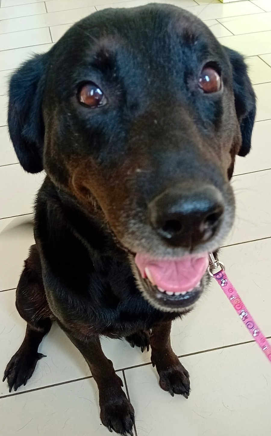 Laika
