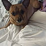 dog, brown_dog, small_dog, bed, blanket, white_bedspread, ears, pet, indoor, resting, looking_at_camera, cozy, animal, fur, cute, companion, domestic_animal, canine, relaxed, sleeping_area