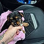 Narla Rose is registered to the contest to win money with this photo: puppy, dog, pink_blanket, car_seat, hand, tattoo, fur, cute, pet, small, black_fur, brown_fur, car_interior, leather_seat, stitching, snuggle, animal, domestic_animal, young, portrait