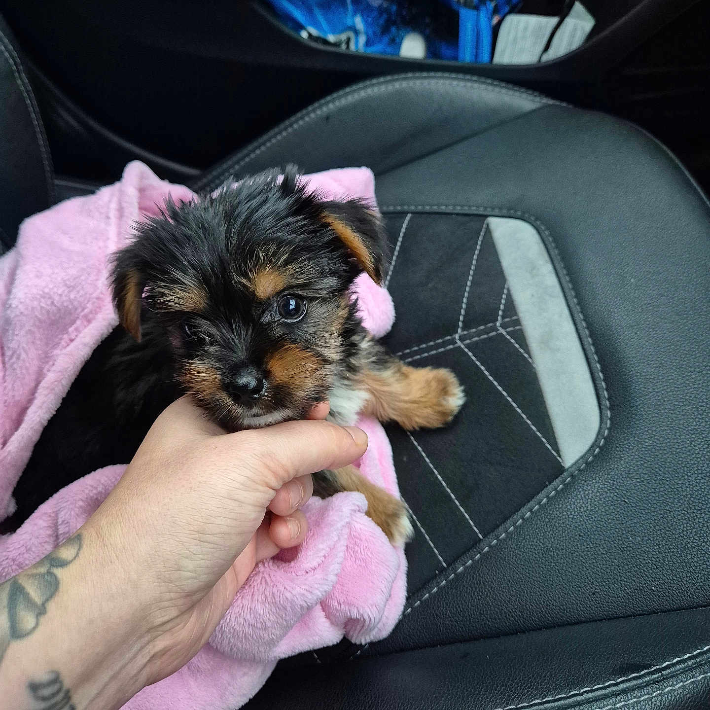 Narla Rose is registered to the contest to win money with this photo: animal, black_fur, brown_fur, car_interior, car_seat, cute, dog, domestic_animal, fur, hand, leather_seat, pet, pink_blanket, portrait, puppy, small, snuggle, stitching, tattoo, young