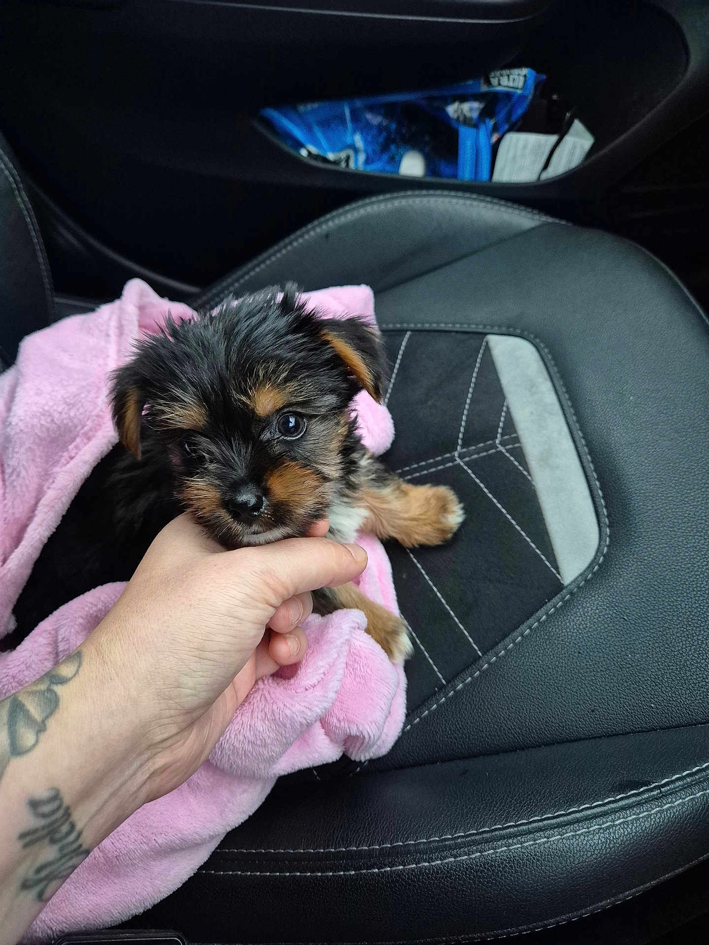 Narla Rose is registered to the contest to win money with this photo: puppy, dog, pink_blanket, car_seat, hand, tattoo, fur, cute, pet, small, black_fur, brown_fur, car_interior, leather_seat, stitching, snuggle, animal, domestic_animal, young, portrait