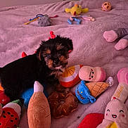 Narla Rose joined the competition — help win amazing prizes! puppy, dog, toy, plush_toy, blanket, bedroom, stuffed_animal, fruit_toy, sweet_toy, cute, small_dog, indoor, pink_blanket, soft_texture, playful, animal_face, pet, colorful, stuffed_food, cozy