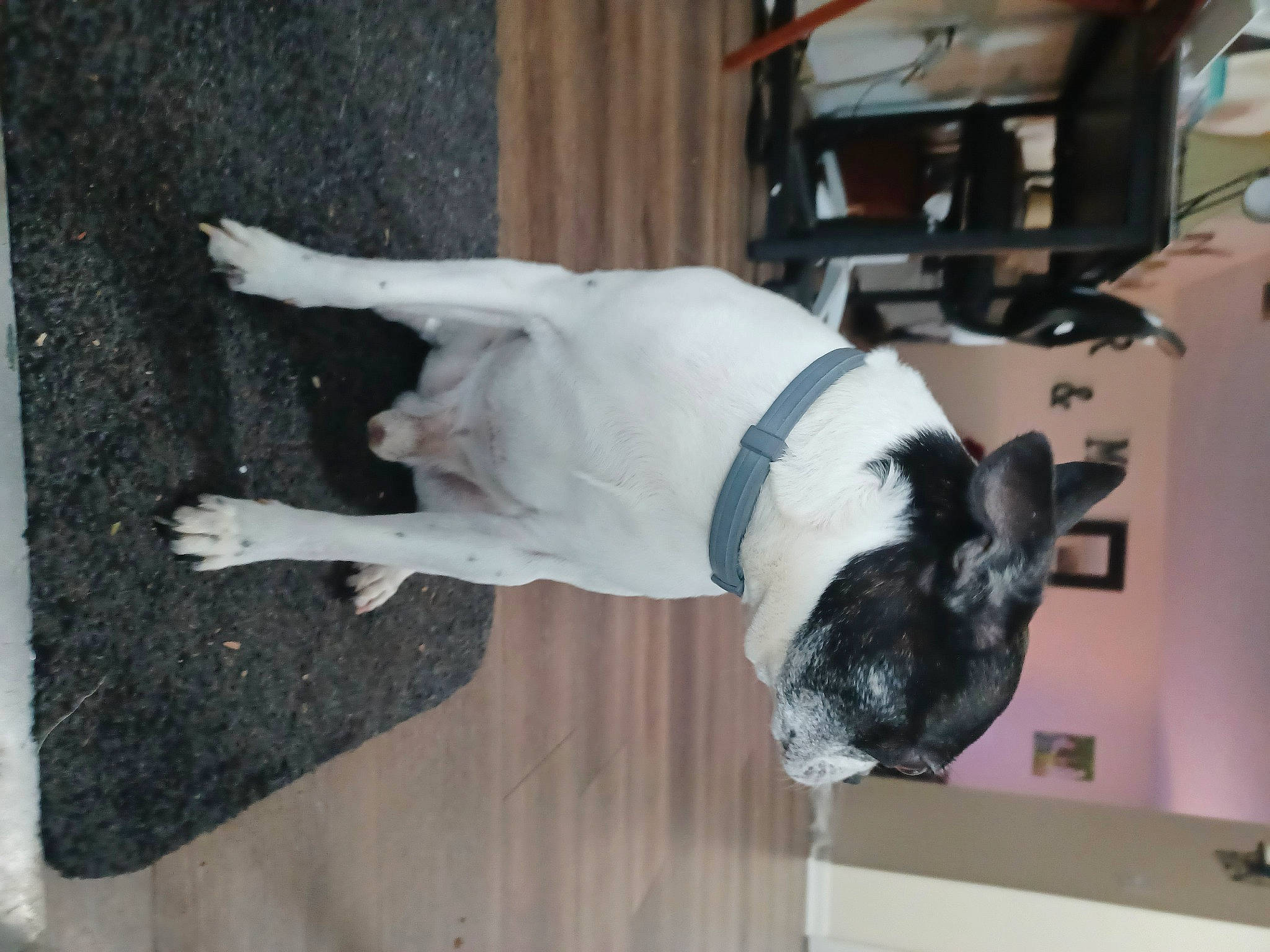 Sambeau joined the competition — help win amazing prizes! canidae, carnivore, collar, companion_dog, dog, dog_breed, fawn, felidae, floor, flooring, fur, hardwood, mammal, non_sporting_group, pet_supply, small_to_medium_sized_cats, snout, sporting_group, tail, wood