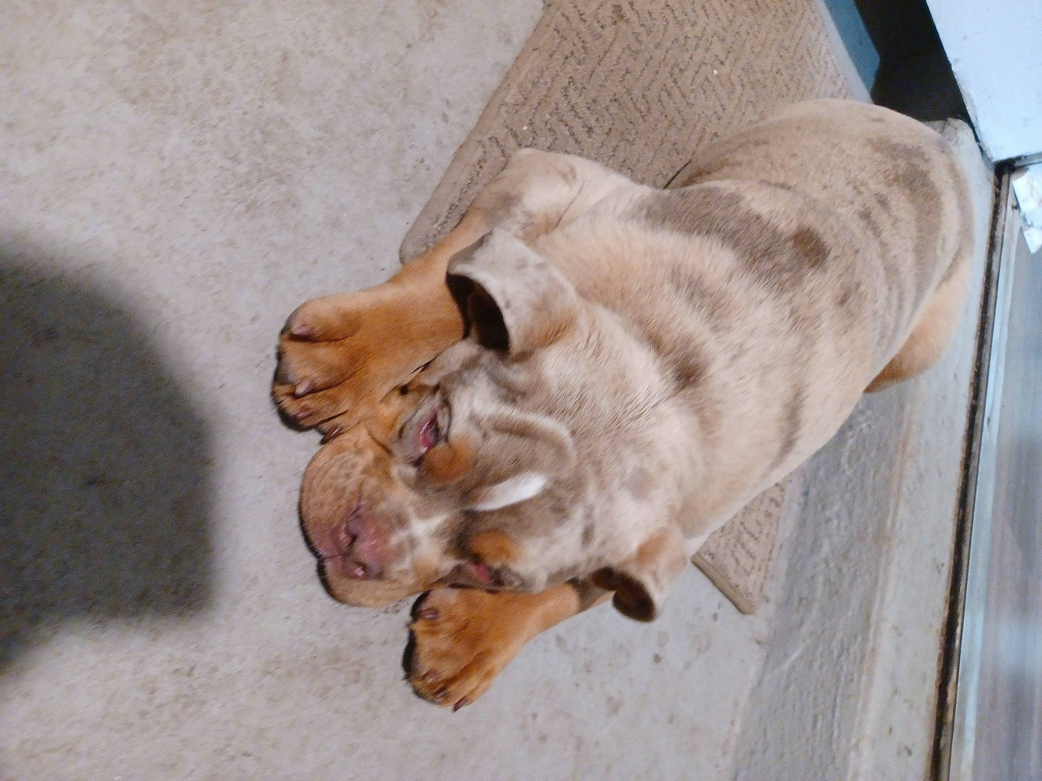 Goliath joined the competition — help win amazing prizes! canidae, carnivore, collar, companion_dog, dog, dog_breed, dog_collar, fawn, felidae, foot, human_leg, paw, retriever, snout, sporting_group, street_dog, tail, whiskers, wood, wrinkle