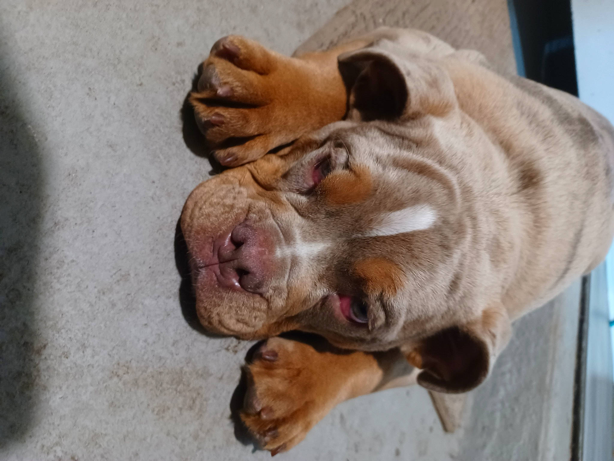 Goliath joined the competition — help win amazing prizes! biting, canidae, carnivore, claw, collar, companion_dog, dog, dog_breed, ear, fawn, fur, gesture, jaw, liver, paw, snout, sporting_group, whiskers, working_animal, wrinkle